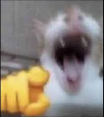 Untitled.jpeg